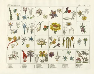 Sistema de plantas de Linneo