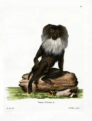 Macaco de cola de león