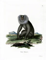 Macaco de cola de león