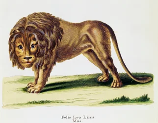 León (Felis leo), de Mamíferos ilustrados de la Naturaleza con descripciones, por Johann Christian Daniel von Schreber (1739-1810), grabado por H I Tisroff, volumen 3, tabla 97-A, Alemania