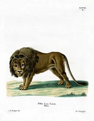 León