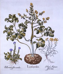 Hoja de León y Flores Alpinas, de Hortus Eystettensis, por Basil Besler, pub. 1613