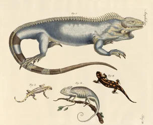 Lagartos