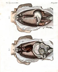 Ubicación de los intestinos en el cuerpo humano