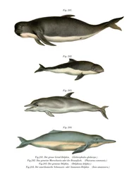 Calderón de Aleta Larga