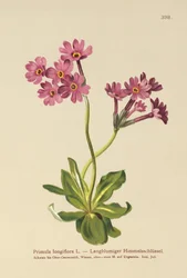 Primavera de flores largas (Primula longiflora)