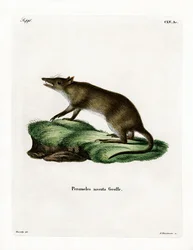 Bandicut de Nariz Larga