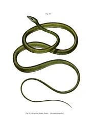 Serpiente de árbol de nariz larga