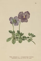 Violeta de espolón largo
