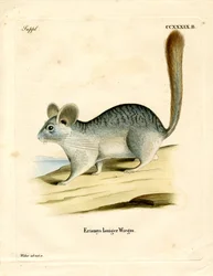 Chinchilla de cola larga