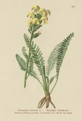Pedicularis amarilla de pico largo (Pedicularis tuberosa)
