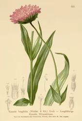 Flor de viuda de hoja larga (Knautia longifolia)