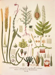 Lycopodium y Brachymenium, tabla XX de 