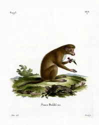 Macaco