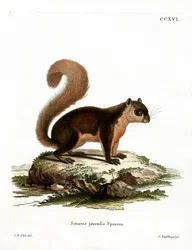Ardilla malaya