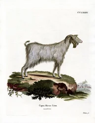 Cabra mamber