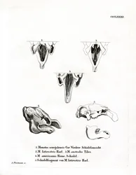 Cráneos de Manatí