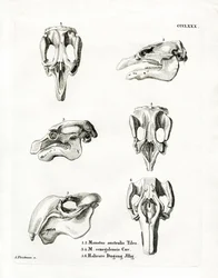 Cráneos de Manatí