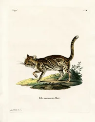 Gato Jaspeado