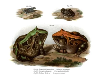 Rana de cuatro ojos jaspeada