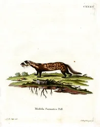 Turón Mármol