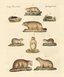 Marmotas y topos