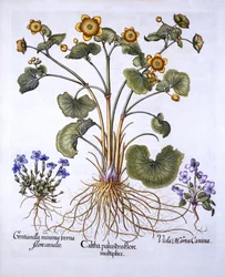 Caléndula de Pantano, Violeta de Marzo y Genciana de Primavera, de Hortus Eystettensis, por Basil Besler, pub. 1613