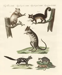 Marsupiales