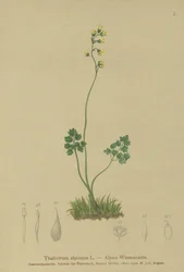 Ruda de pradera (Thalictrum alpinum)
