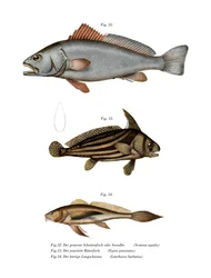 Corvina