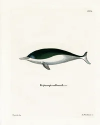 Marsopa de Boca Blanca