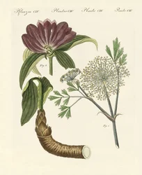 Plantas medicinales