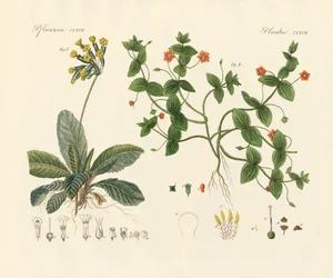 Plantas medicinales