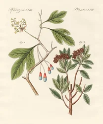Plantas medicinales