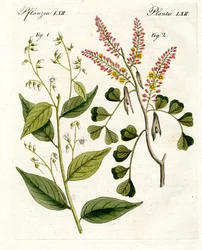 Plantas medicinales