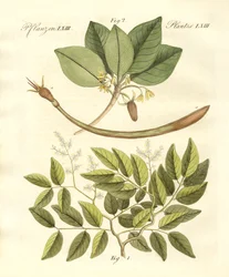 Plantas medicinales