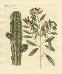 Plantas medicinales