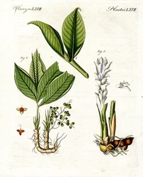 Plantas medicinales