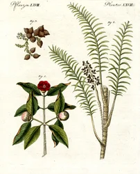Plantas medicinales