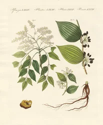 Plantas medicinales