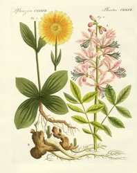 Plantas medicinales