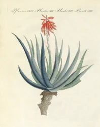 Plantas medicinales