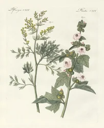 Plantas medicinales