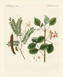 Plantas medicinales