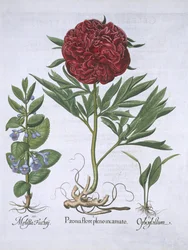Melissa, Peonía y Odontoglossum, de Hortus Eystettensis por Basil Besler (1561-1629) publicado en 1613
