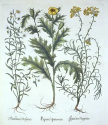 Amapola mexicana, siempreviva de mar y hierba de estornudos, de Hortus Eystettensis, por Basil Besler, pub. 1613