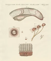 Estudio microscópico de la lengua de la vaca