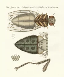 Vista microscópica de la mosca doméstica