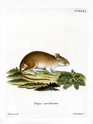 Jird de Mediodía