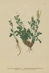Berro amargo de hojas de mignonette (Cardamine resedifolia, Arabis bellidioides, Cardamine heterophylla)